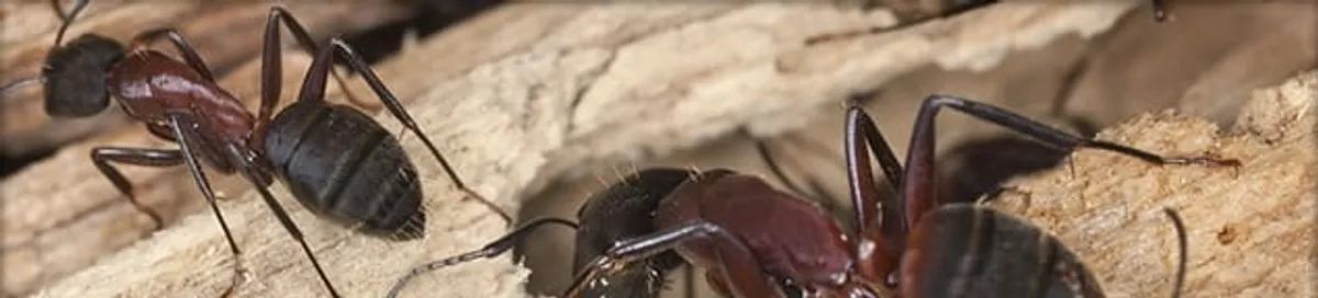 Close-up of ants on wood showing an active ant infestation in Providence, RI