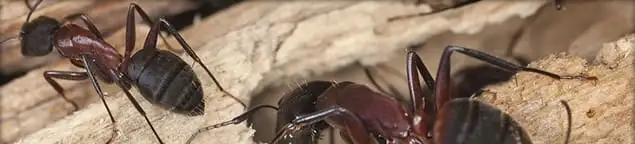 Close-up of ants on wood showing an active ant infestation in Providence, RI