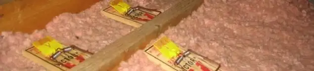 Mouse traps placed in an attic for rodent control in Providence, RI