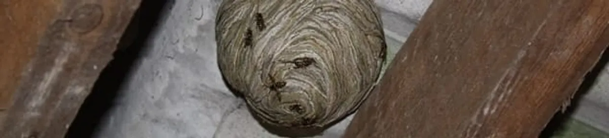 Wasp nest in an attic space, a common home infestation risk in Providence, RI