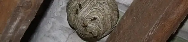 Wasp nest in an attic space, a common home infestation risk in Providence, RI