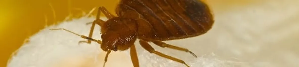 Close-up of a bed bug, a sign of an active infestation in Providence, RI