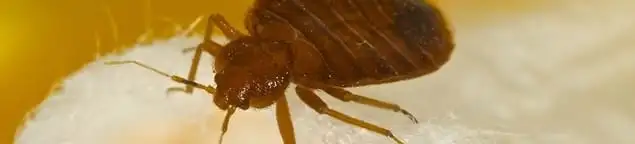 Close-up of a bed bug, a sign of an active infestation in Providence, RI