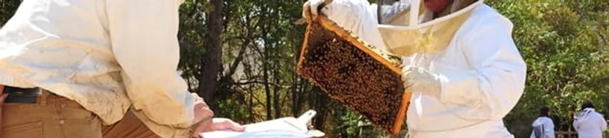 Bee removal specialists relocating a hive and honeycomb safely in Providence, RI