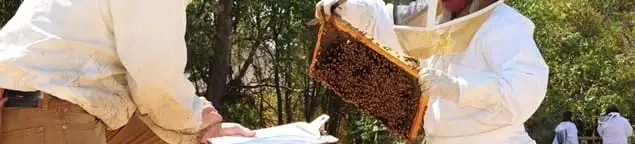 Bee removal specialists relocating a hive and honeycomb safely in Providence, RI