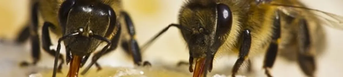 Close-up of honey bees, a sign of a nearby hive in Providence, RI