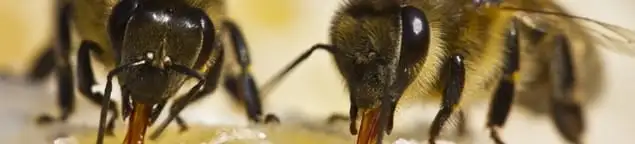 Close-up of honey bees, a sign of a nearby hive in Providence, RI