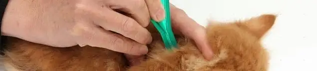 Flea treatment for pets using a flea comb, a sign of flea problems in Providence, RI