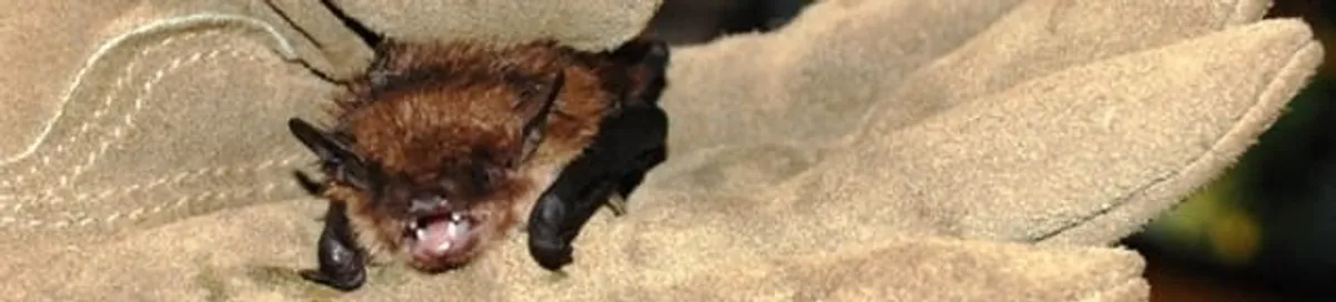 Bat removal specialist holding a bat safely during humane exclusion in Providence, RI