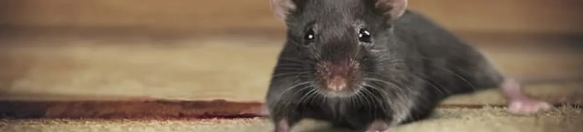 Mouse indoors, a common sign of a rodent infestation in Providence, RI