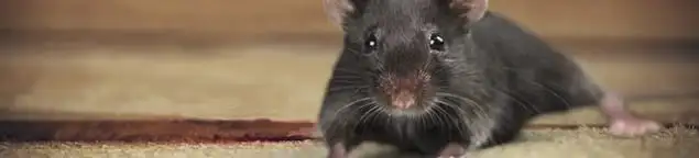 Mouse indoors, a common sign of a rodent infestation in Providence, RI