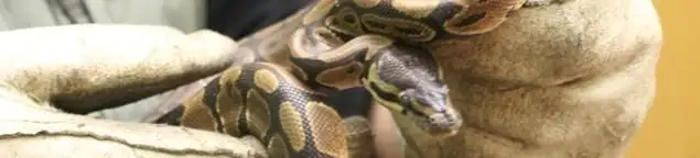 Snake removal specialist safely handling a snake with protective gloves in Providence, RI