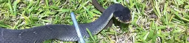 Snake in a yard, a common sign of a snake problem near a home in Providence, RI