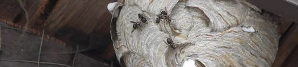 Close-up of a wasp nest with active wasps, a sign of an infestation in Providence, RI