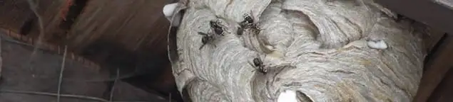 Close-up of a wasp nest with active wasps, a sign of an infestation in Providence, RI